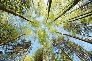 FAQ. Trees to sky